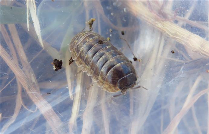 Isopoda: Armadillidium sp.